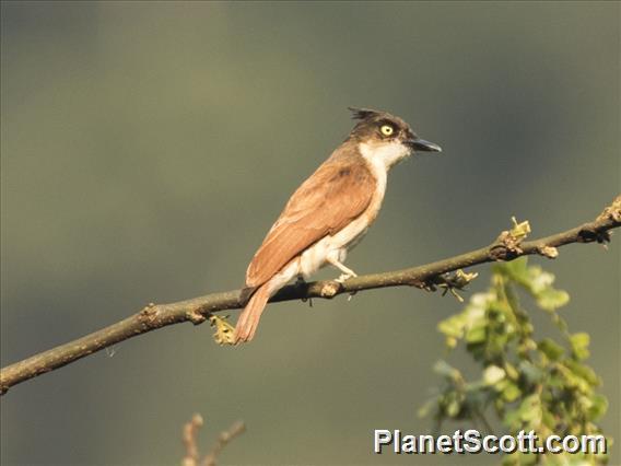 Black-and-white Shrike-flycatcher (Bias musicus)