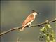 Black-and-white Shrike-flycatcher (Bias musicus) - Female