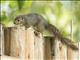 Rwenzori Sun Squirrel (Heliosciurus ruwenzorii)