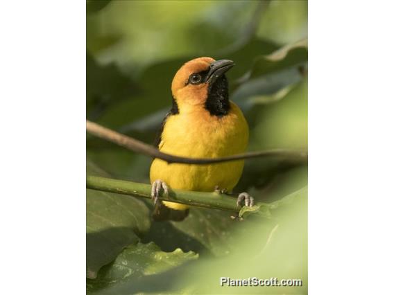 Black-necked Weaver (Ploceus nigricollis)