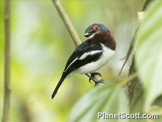 Brown-throated Wattle-eye (Platysteira cyanea)