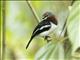 Brown-throated Wattle-eye (Platysteira cyanea)