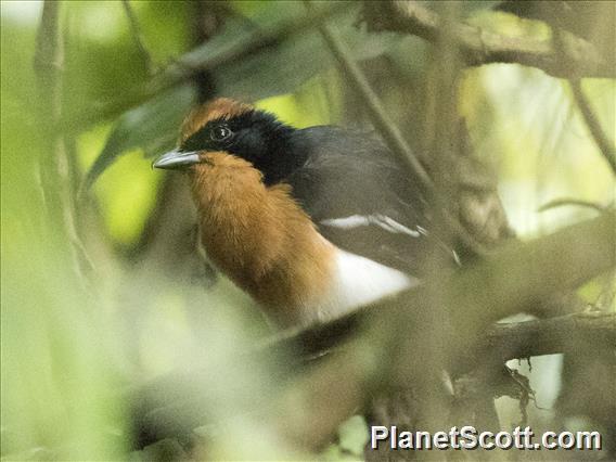 Luehder's Bushshrike (Laniarius luehderi)