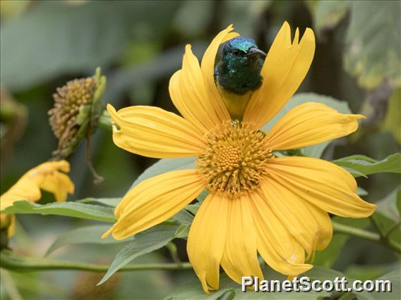 Collared Sunbird (Hedydipna collaris)