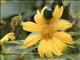 Collared Sunbird (Hedydipna collaris)