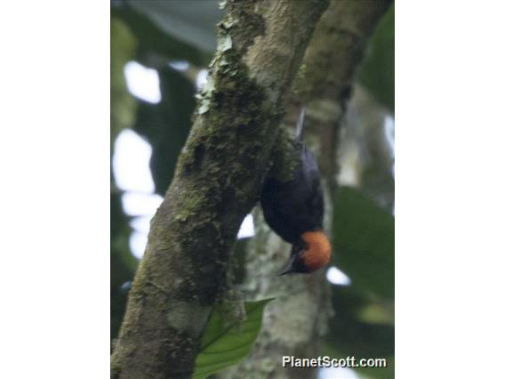 Red-headed Malimbe (Malimbus rubricollis)