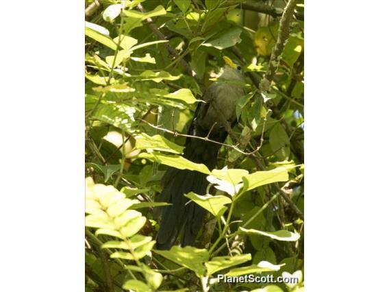 Blue Malkoha (Ceuthmochares aereus)