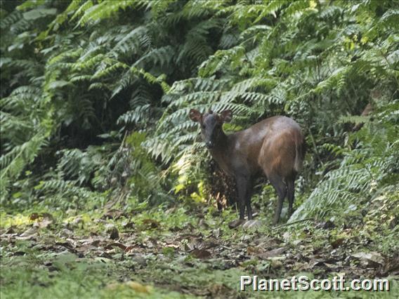 Weyns's Duiker (Cephalophus weynsi)