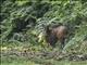 Weynss Duiker (Cephalophus weynsi)