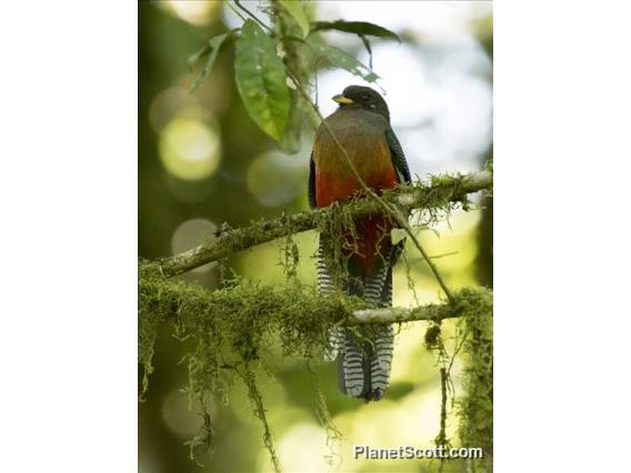 Bar-tailed Trogon (Apaloderma vittatum)