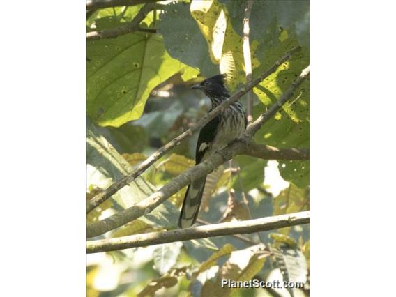 Levaillant's Cuckoo (Clamator levaillantii)