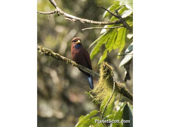 Blue-throated Roller (Eurystomus gularis)