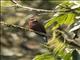 Blue-throated Roller (Eurystomus gularis)