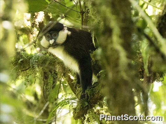 Red-tailed Monkey (Cercopithecus ascanius)