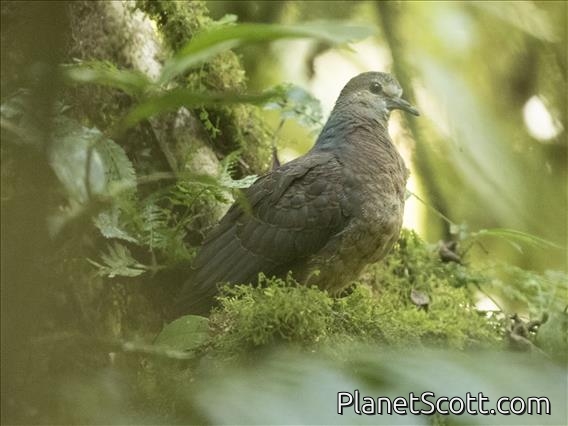 Western Bronze-naped Pigeon (Columba iriditorques)