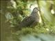 Bronze-naped Pigeon (Columba iriditorques)