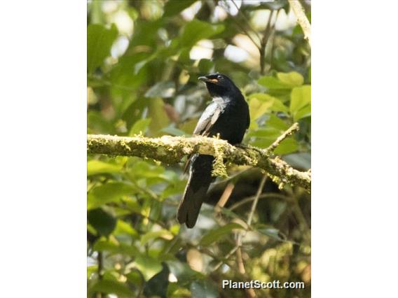 Petit's Cuckooshrike (Campephaga petiti)