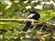 Petits Cuckooshrike (Campephaga petiti) - Male