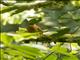 Rufous Flycatcher-Thrush (Neocossyphus fraseri)