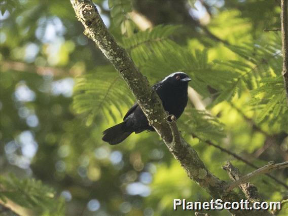 Gray-headed Nigrita (Nigrita canicapillus)