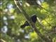 Gray-headed Nigrita (Nigrita canicapillus)