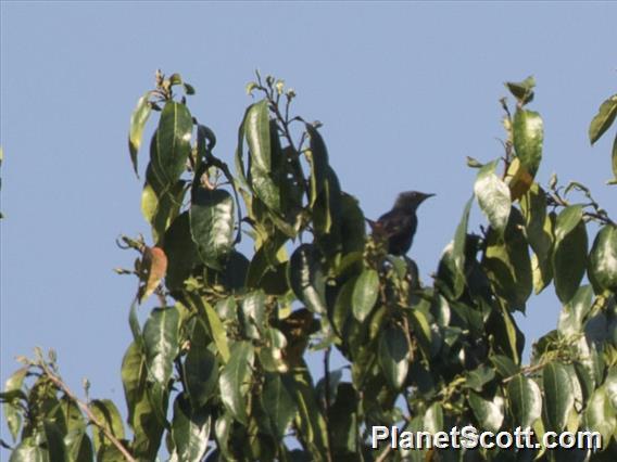 Waller's Starling (Onychognathus walleri)