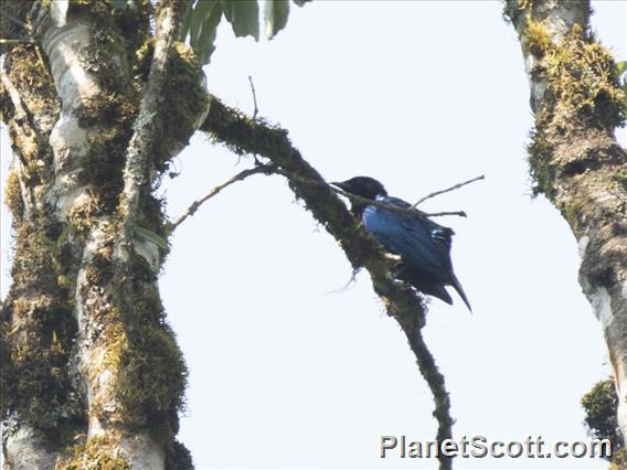 Purple-headed Starling (Hylopsar purpureiceps)