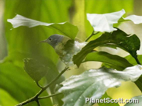 Gray-headed Sunbird (Deleornis axillaris)