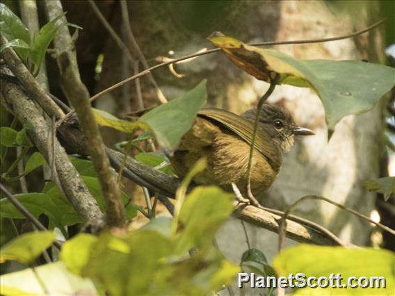 Ansorge's Greenbul (Eurillas ansorgei)