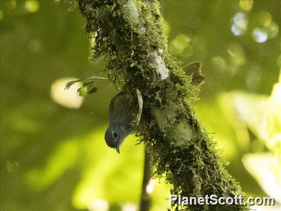 Shelley's Greenbul (Arizelocichla masukuensis)