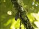 Shelleys Greenbul (Arizelocichla masukuensis)