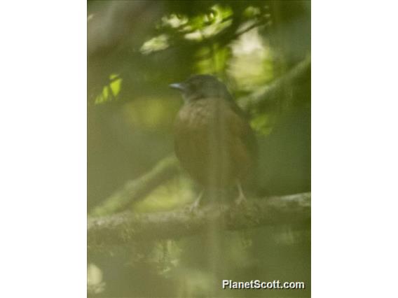 White-tailed Ant-Thrush (Neocossyphus poensis)