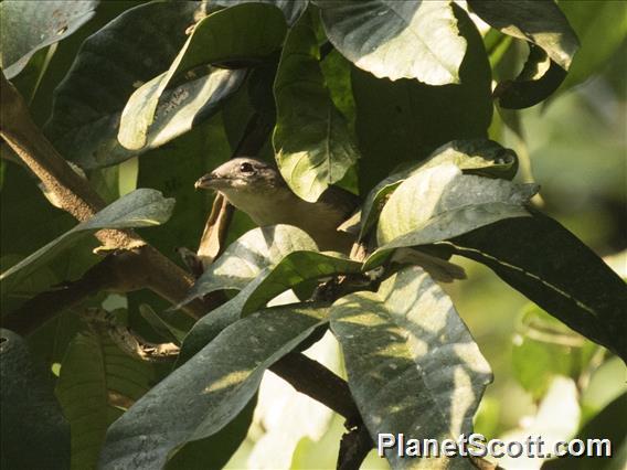 Cabanis's Greenbul (Phyllastrephus cabanisi)