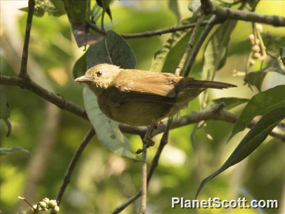 Little Greenbul (Eurillas virens)