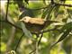 Little Greenbul (Eurillas virens)