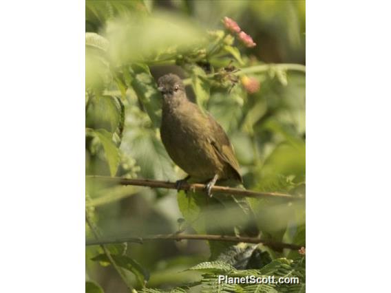 Plain Greenbul (Eurillas curvirostris)