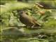 Plain Greenbul (Eurillas curvirostris)