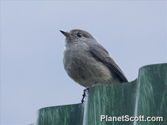 Cassin's Flycatcher (Muscicapa cassini)