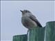 White-eyed Slaty-Flycatcher (Melaenornis fischeri)