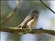 White-eyed Slaty-Flycatcher (Melaenornis fischeri)