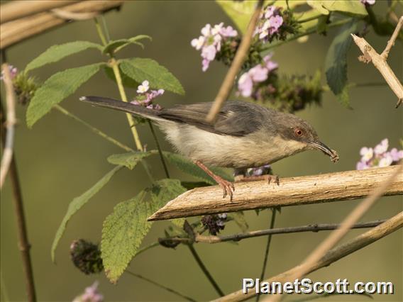 Gray Apalis (Apalis cinerea)