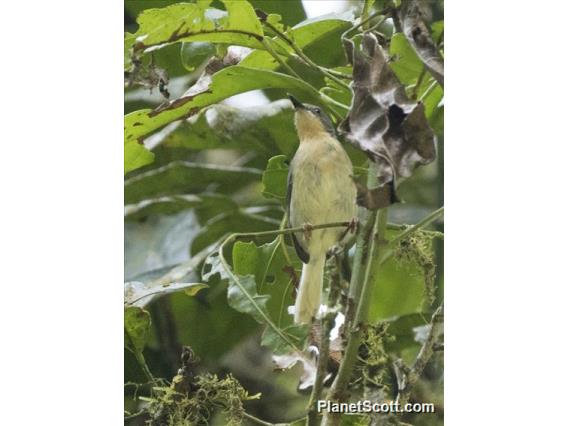 Buff-throated Apalis (Apalis rufogularis)