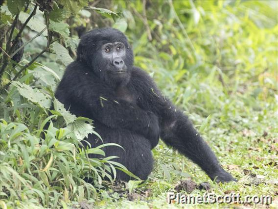 Eastern Gorilla (Gorilla beringei)