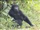 Eastern Gorilla (Gorilla berengei)