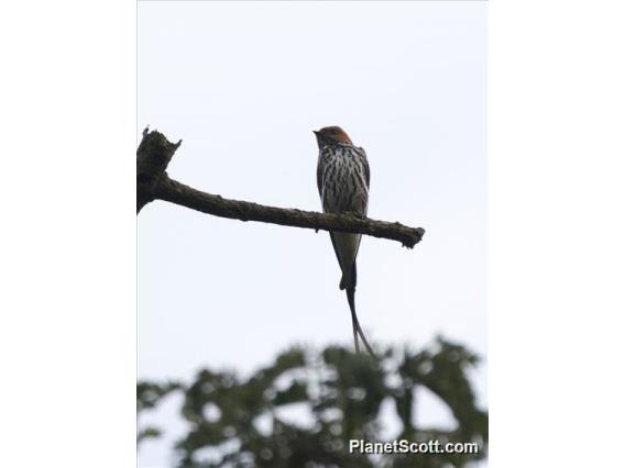 Lesser Striped-Swallow (Cecropis abyssinica)