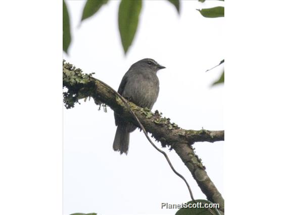 Dusky-blue Flycatcher (Bradornis comitatus)