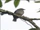 Dusky-blue Flycatcher (Bradornis comitatus)