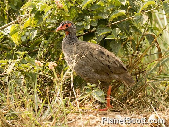 Red-necked Francolin (Pternistis afer)