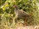 Red-necked Francolin (Pternistis afer)