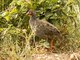 Red-necked Spurfowl (Pternistis afer)